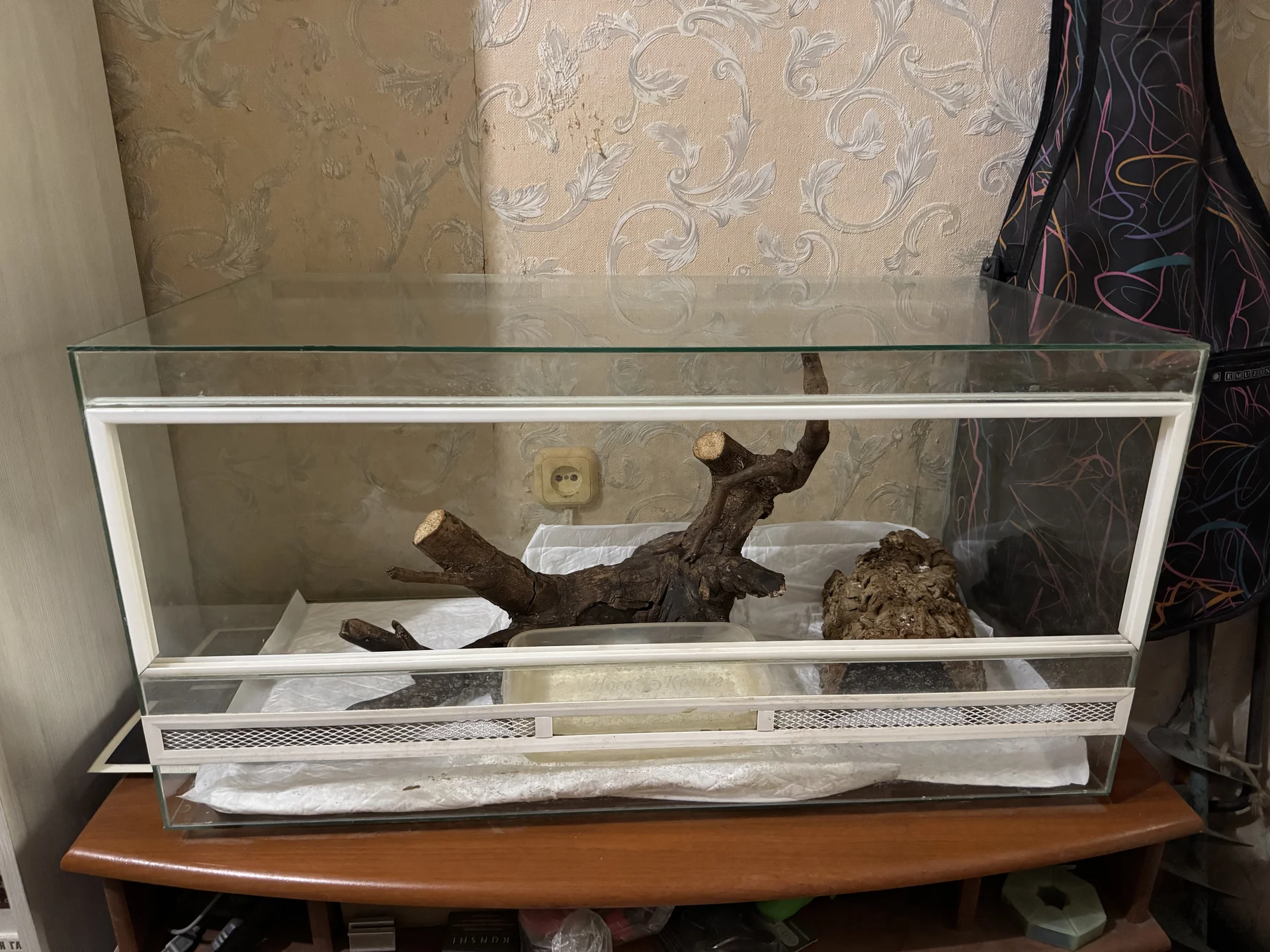 Королевские питоны - миниатюра 4