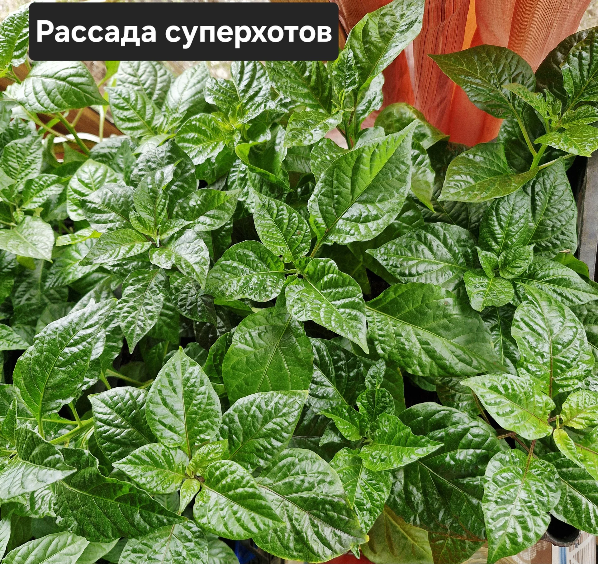 Рассада суперострых перцев