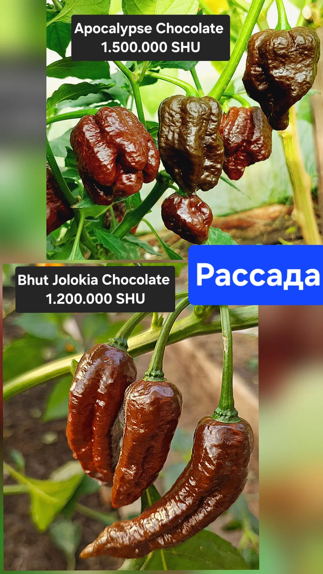 Рассада суперострых перцев - миниатюра 2