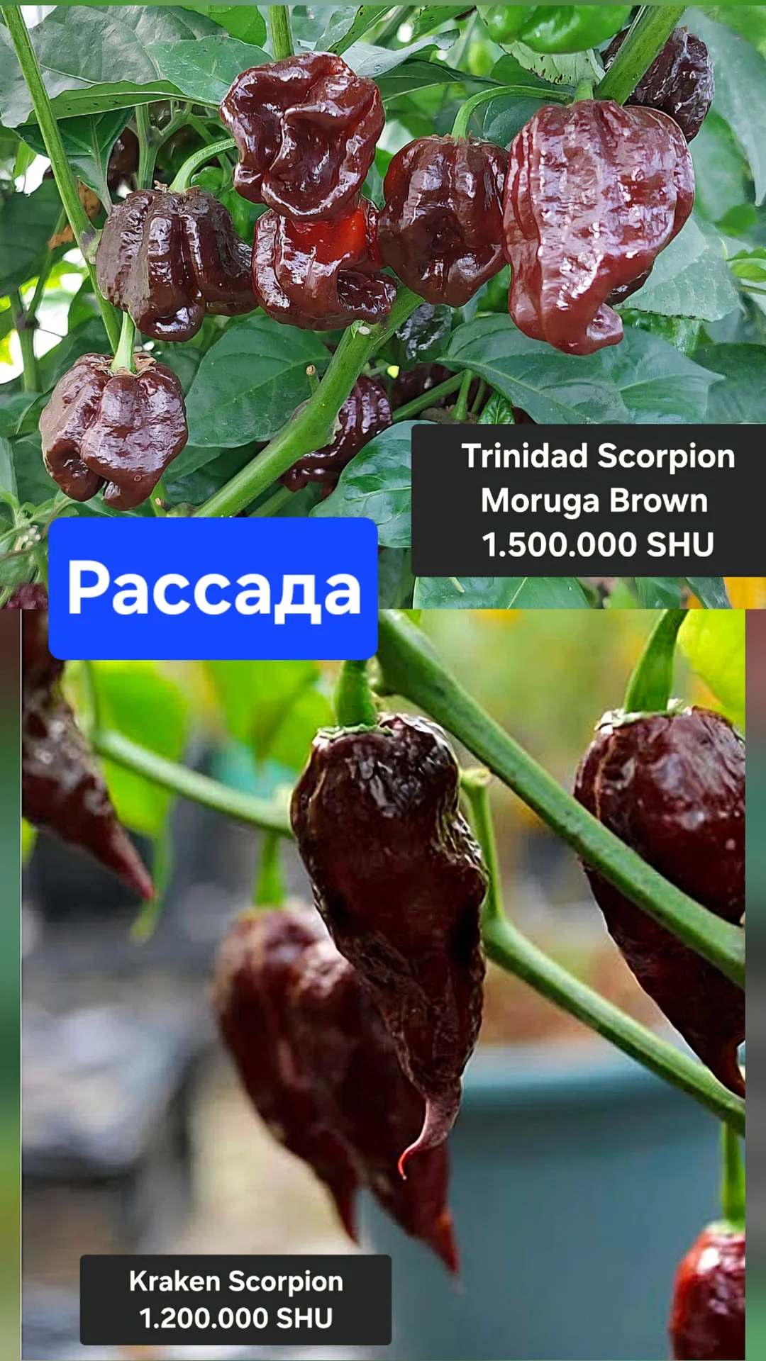 Рассада суперострых перцев - миниатюра 5