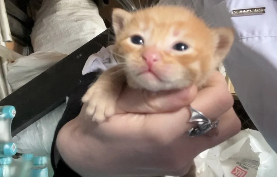 Котики ищут дом и прекрасных хозяев - миниатюра 3