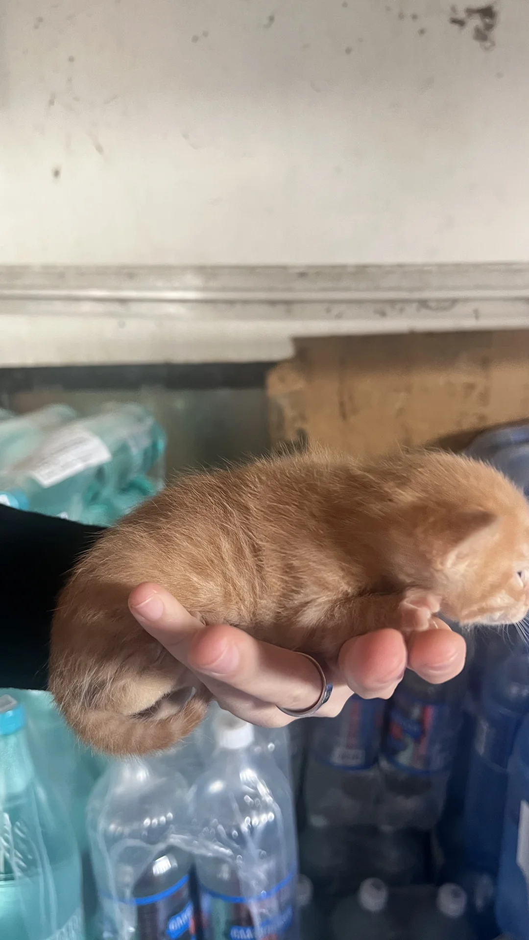 Котики ищут дом и прекрасных хозяев - миниатюра 4