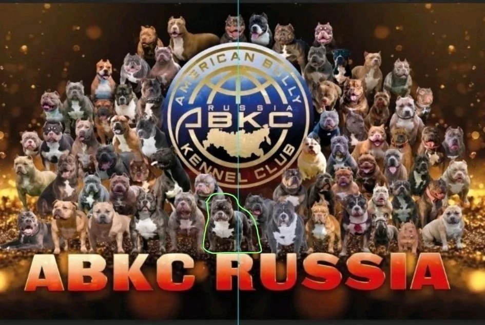 Американский булли, вязка - миниатюра 3