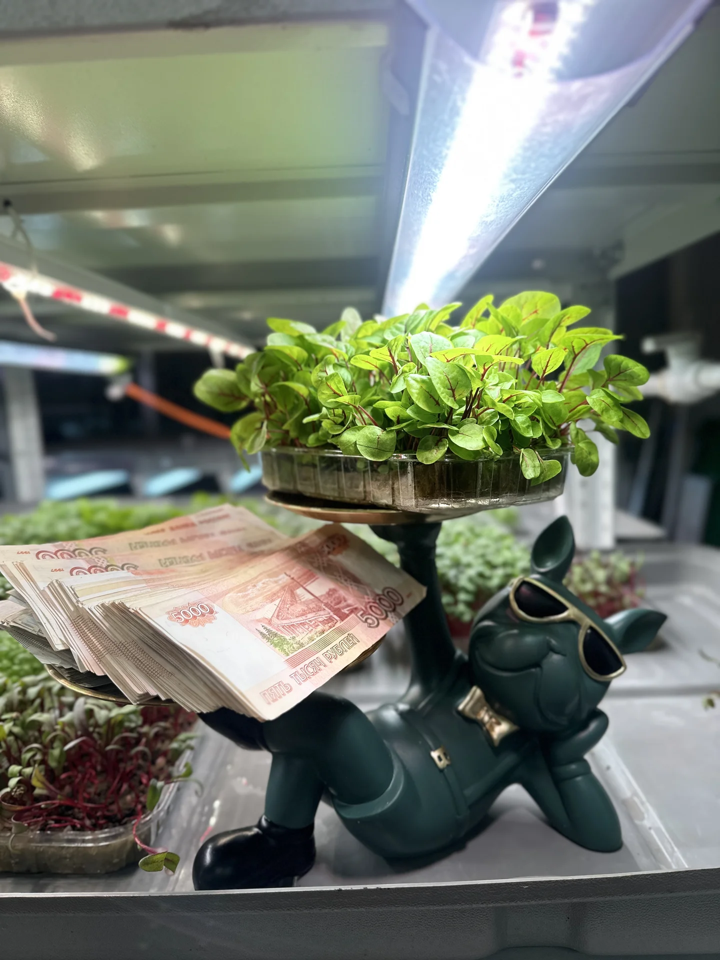 Продам готовую ситиферму по выращиванию микрозелен - миниатюра 6
