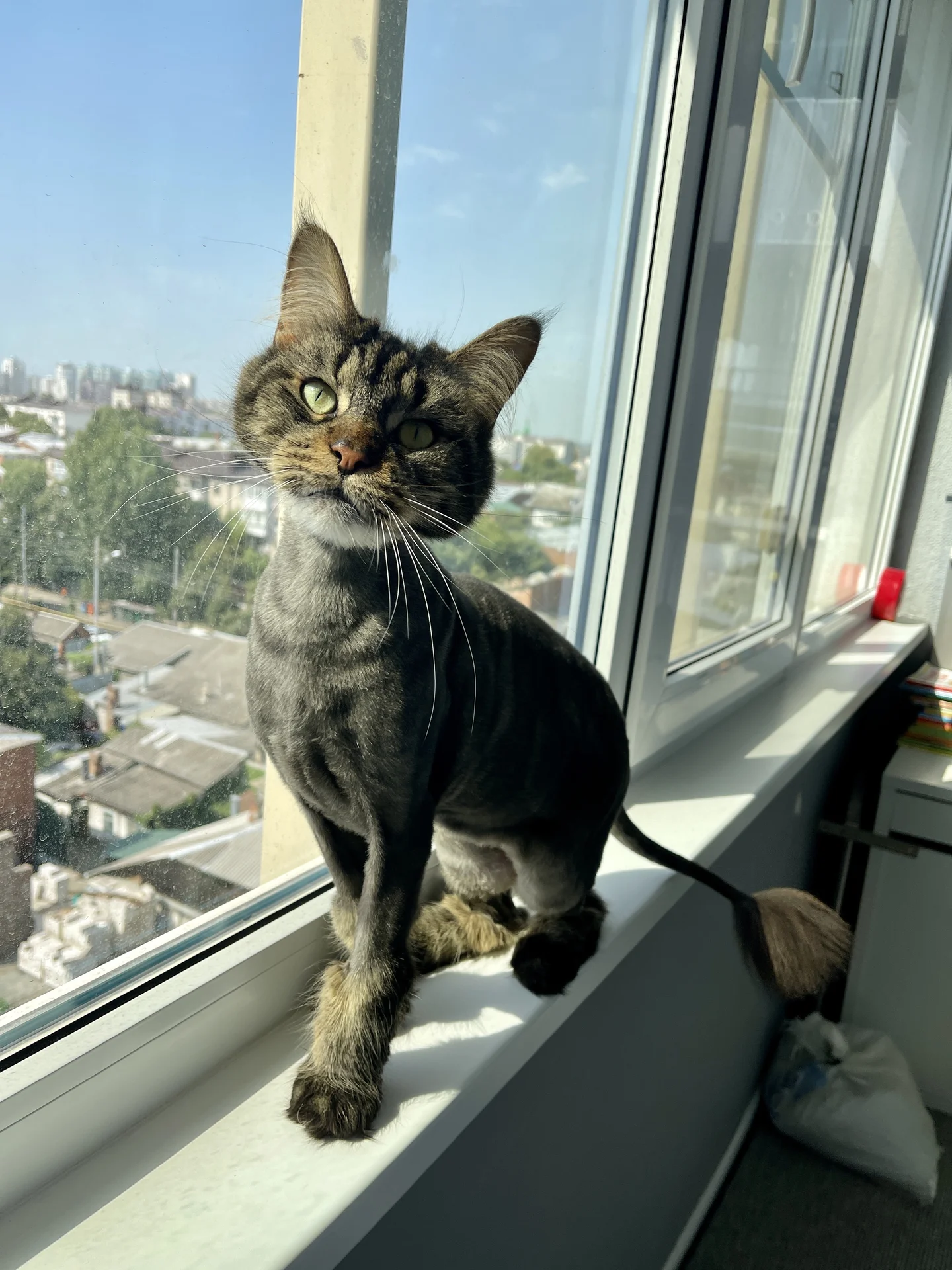 Стрижка кошек с выездом на дом, опытный грумер - изображение 1
