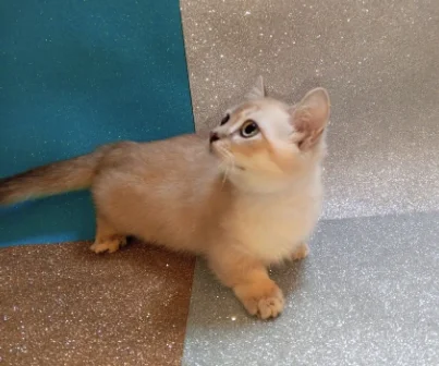 Котенок с короткими лапками манчкин - миниатюра 3