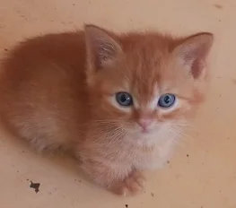 Котенок с короткими лапками манчкин - миниатюра 9