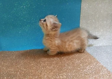Котенок с короткими лапками манчкин - миниатюра 10