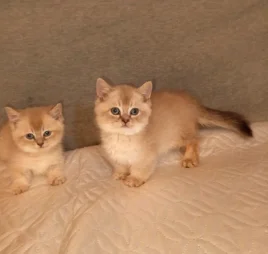 Котенок с короткими лапками манчкин - миниатюра 6
