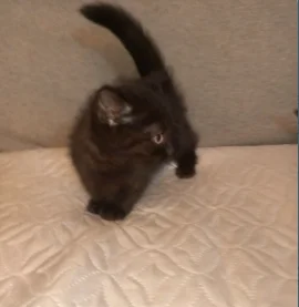 Котенок с короткими лапками манчкин - миниатюра 7