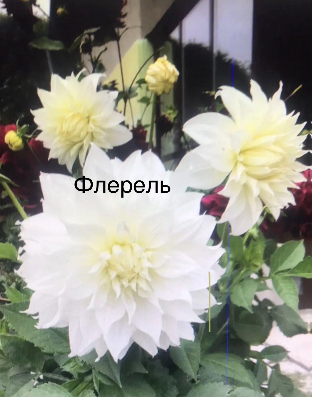 Георгины крупноцветковые - миниатюра 2
