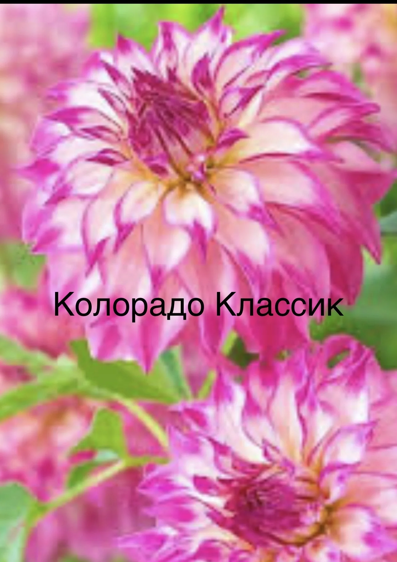 Георгины крупноцветковые - миниатюра 3