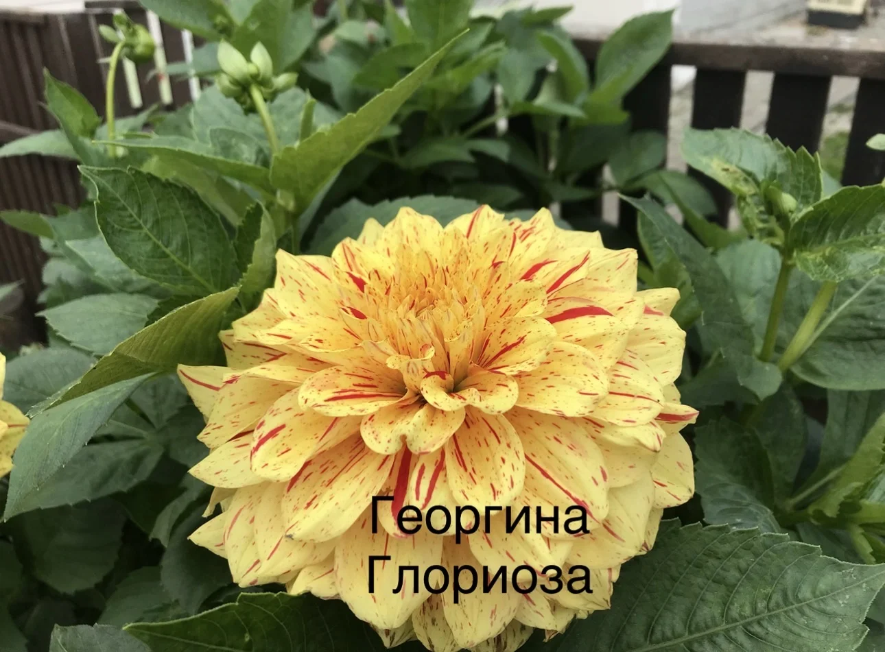 Георгины крупноцветковые - миниатюра 6