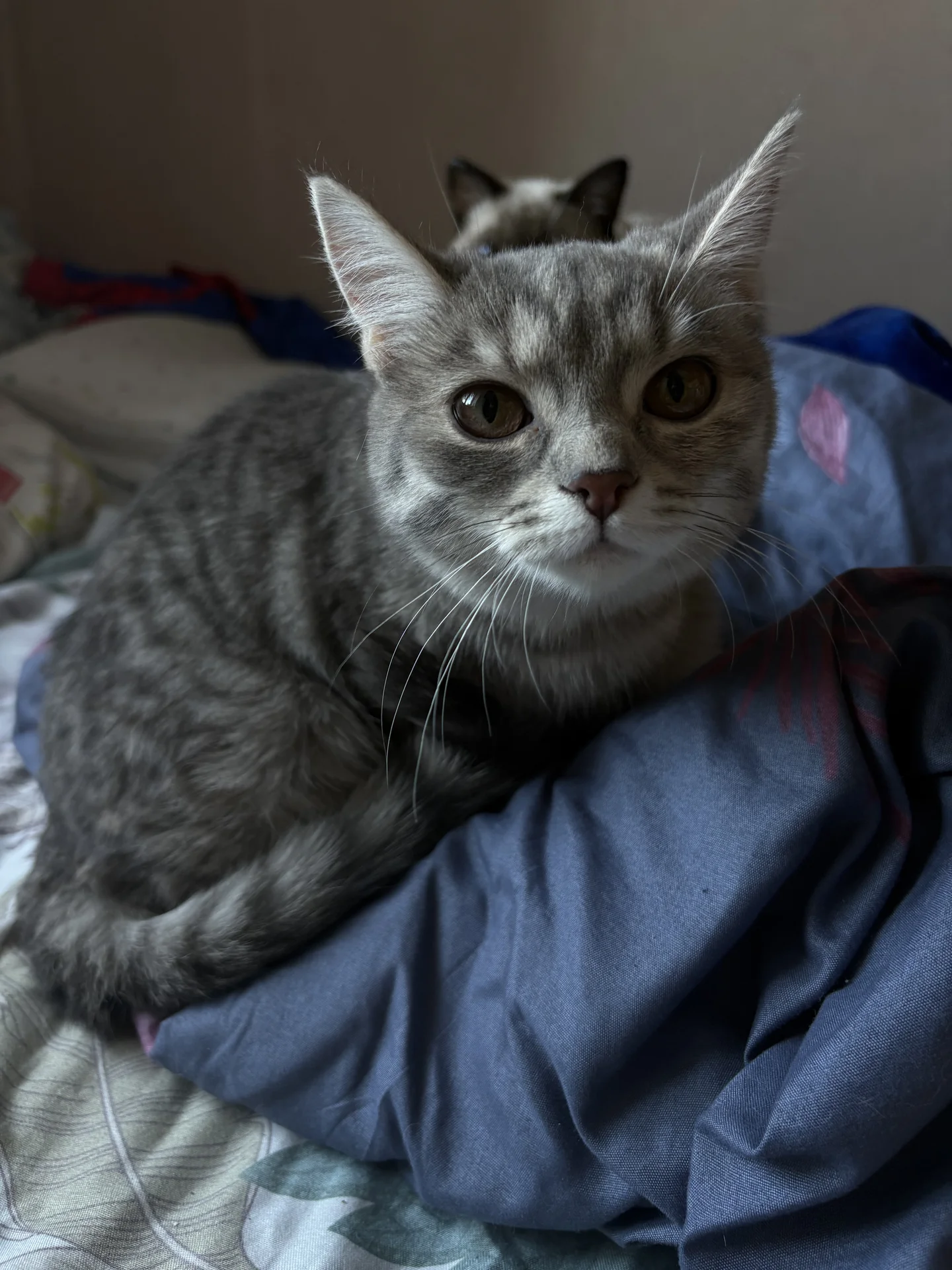 Британский котенок - миниатюра 2