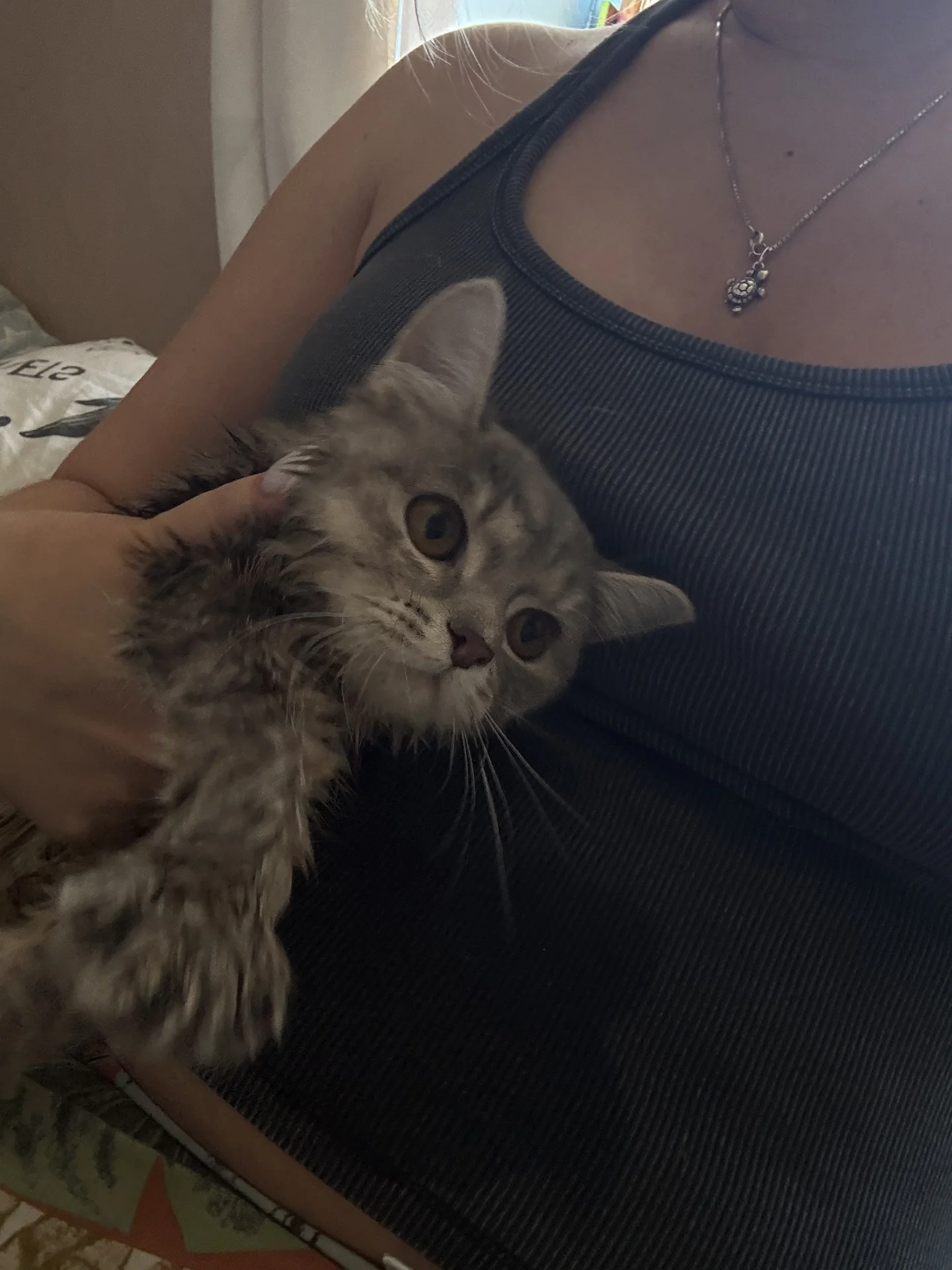 Британский котенок - миниатюра 3