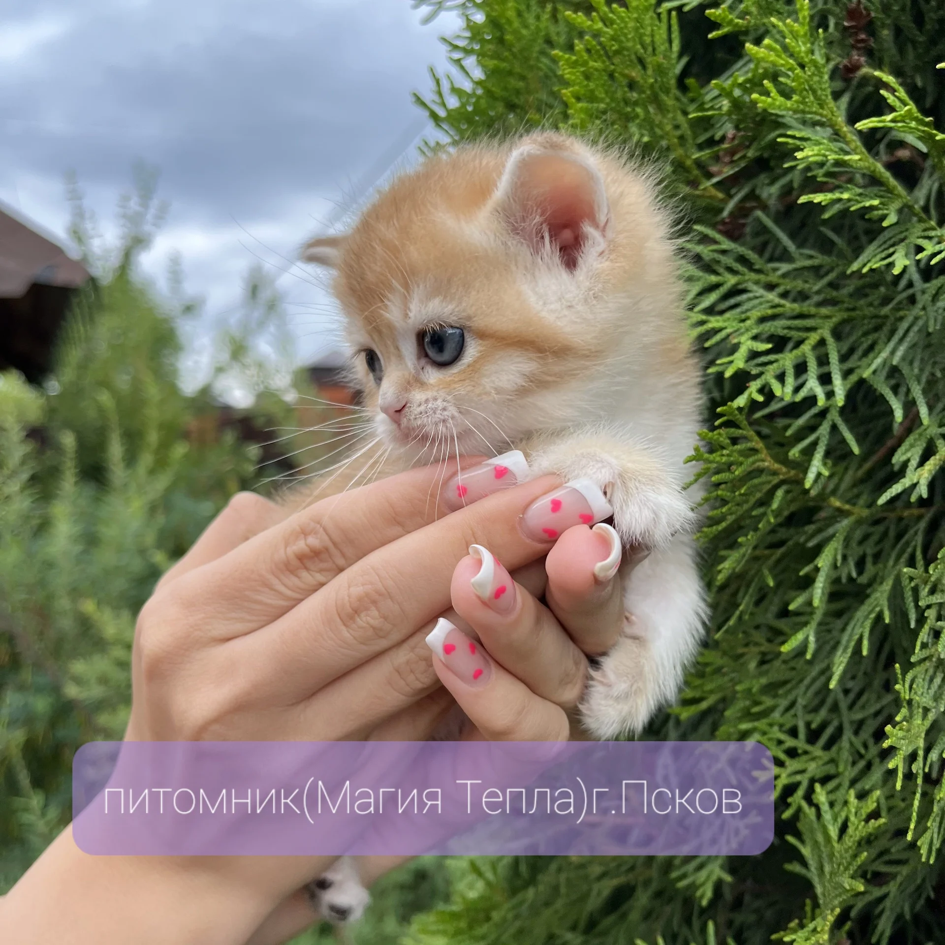 Шотландские котята золотые шиншиллы - миниатюра 2