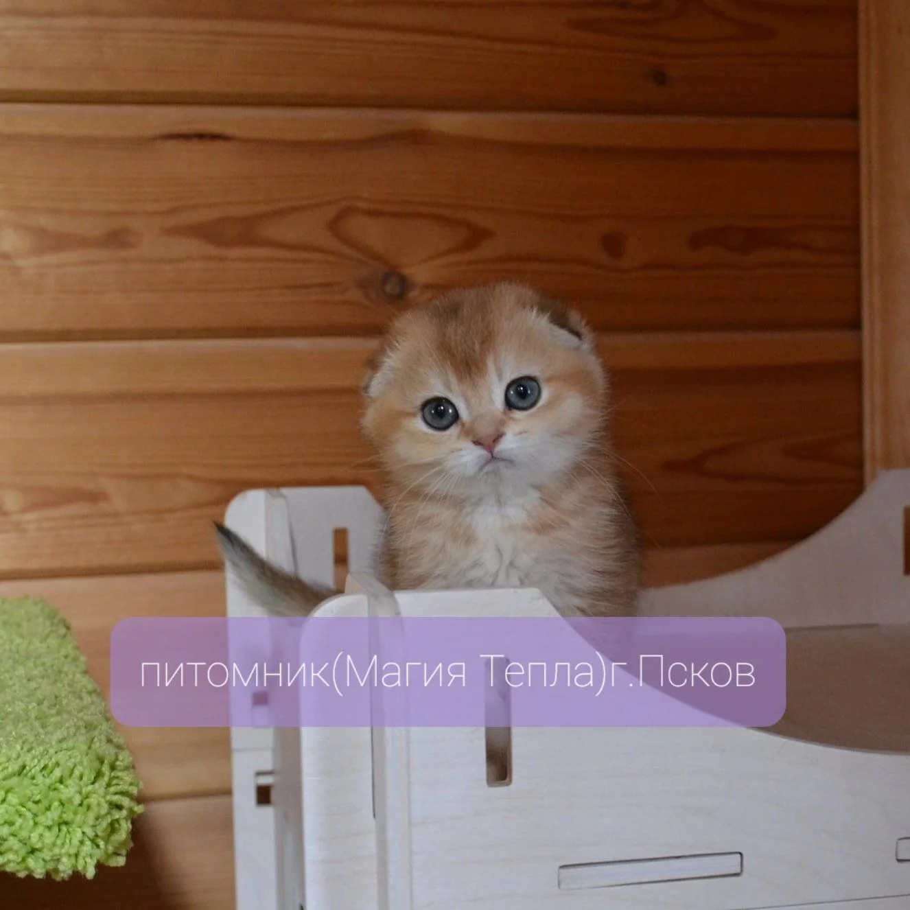 Шотландские котята золотые шиншиллы - миниатюра 3