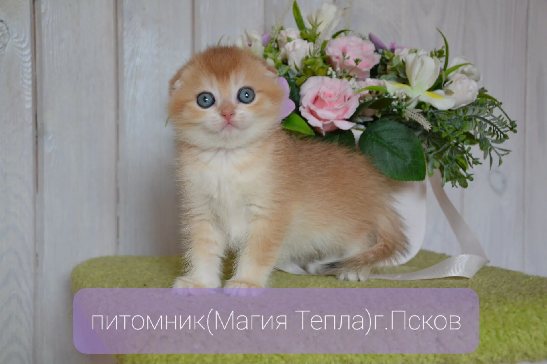 Шотландские котята золотые шиншиллы - миниатюра 4