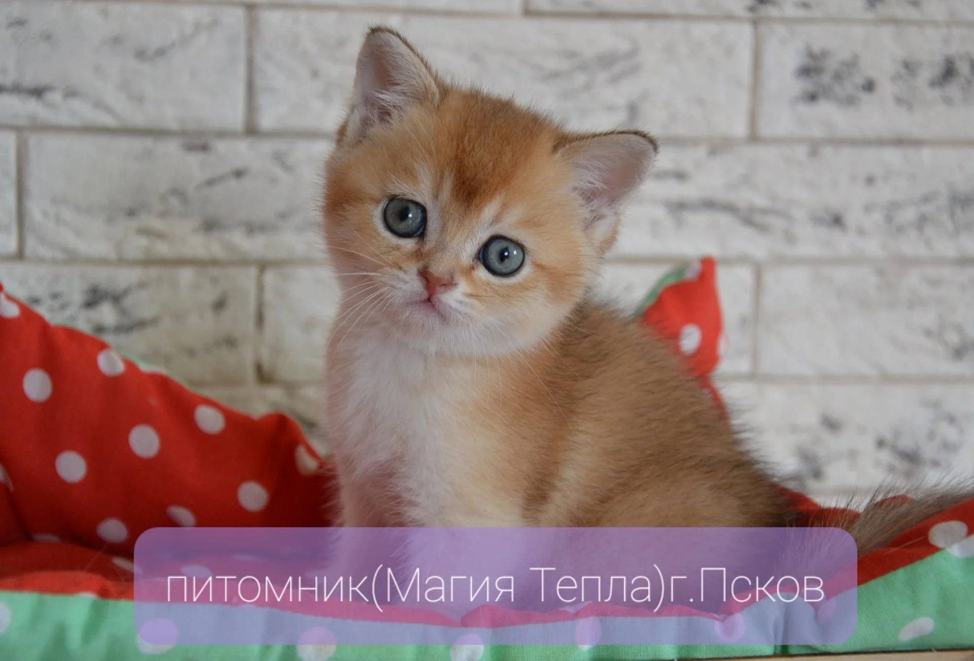 Шотландские котята золотые шиншиллы - миниатюра 5