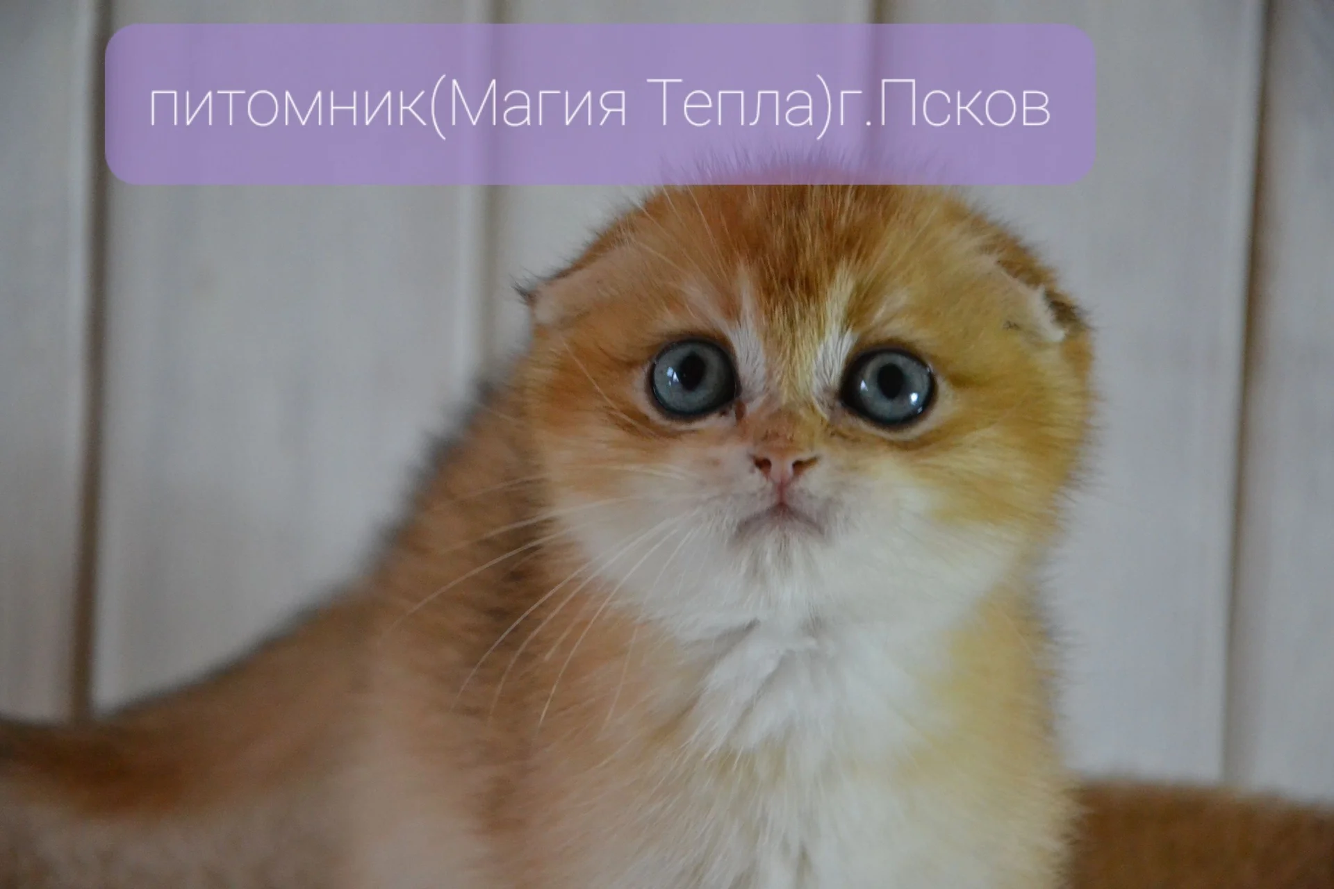 Шотландские котята золотые шиншиллы - миниатюра 6