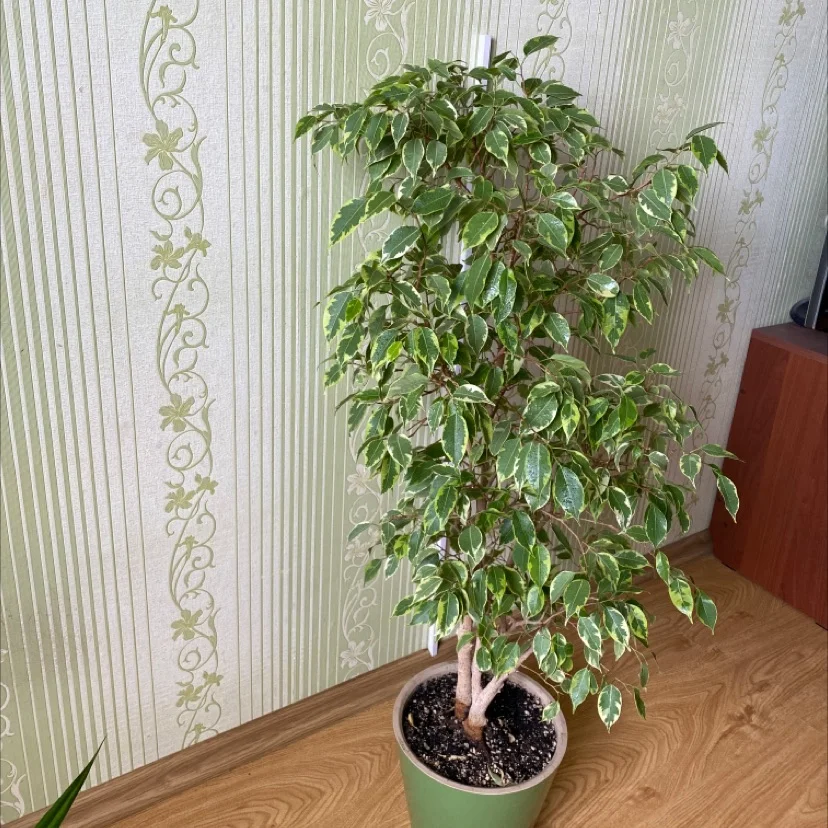 Фикус Бенджамина - миниатюра 2