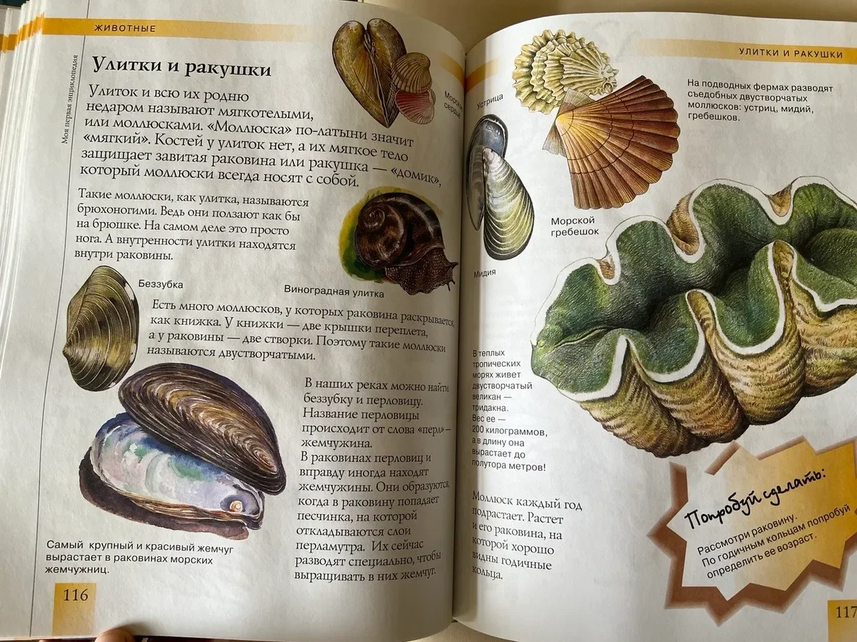 Дошкольнику энциклопедия - миниатюра 2