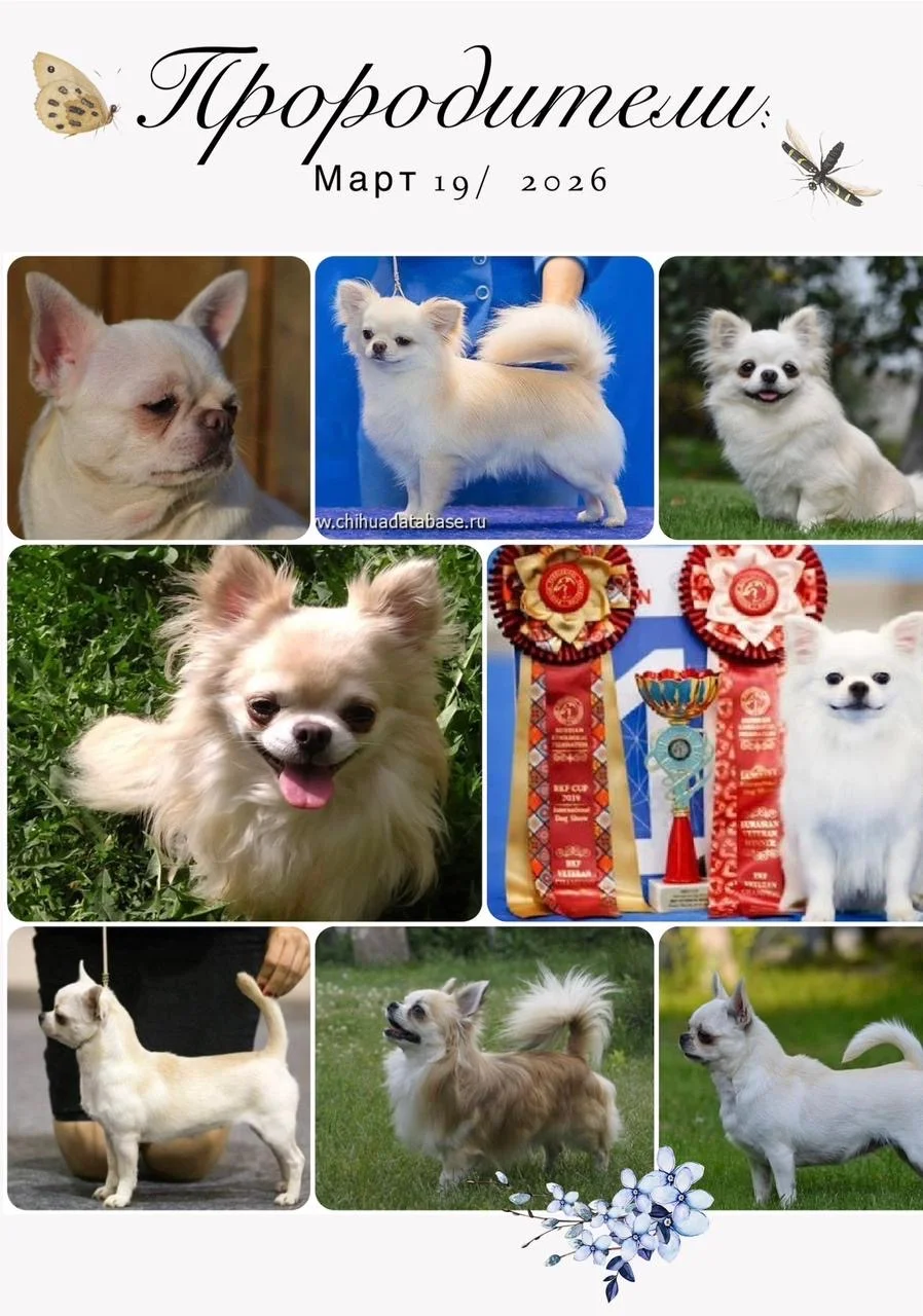 Щенки чихуахуа от чемпионов 👑 - миниатюра 4