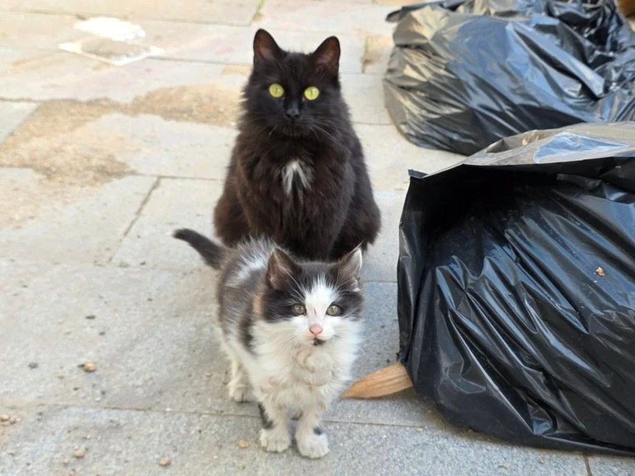 Котёнок в добрые руки - изображение 1