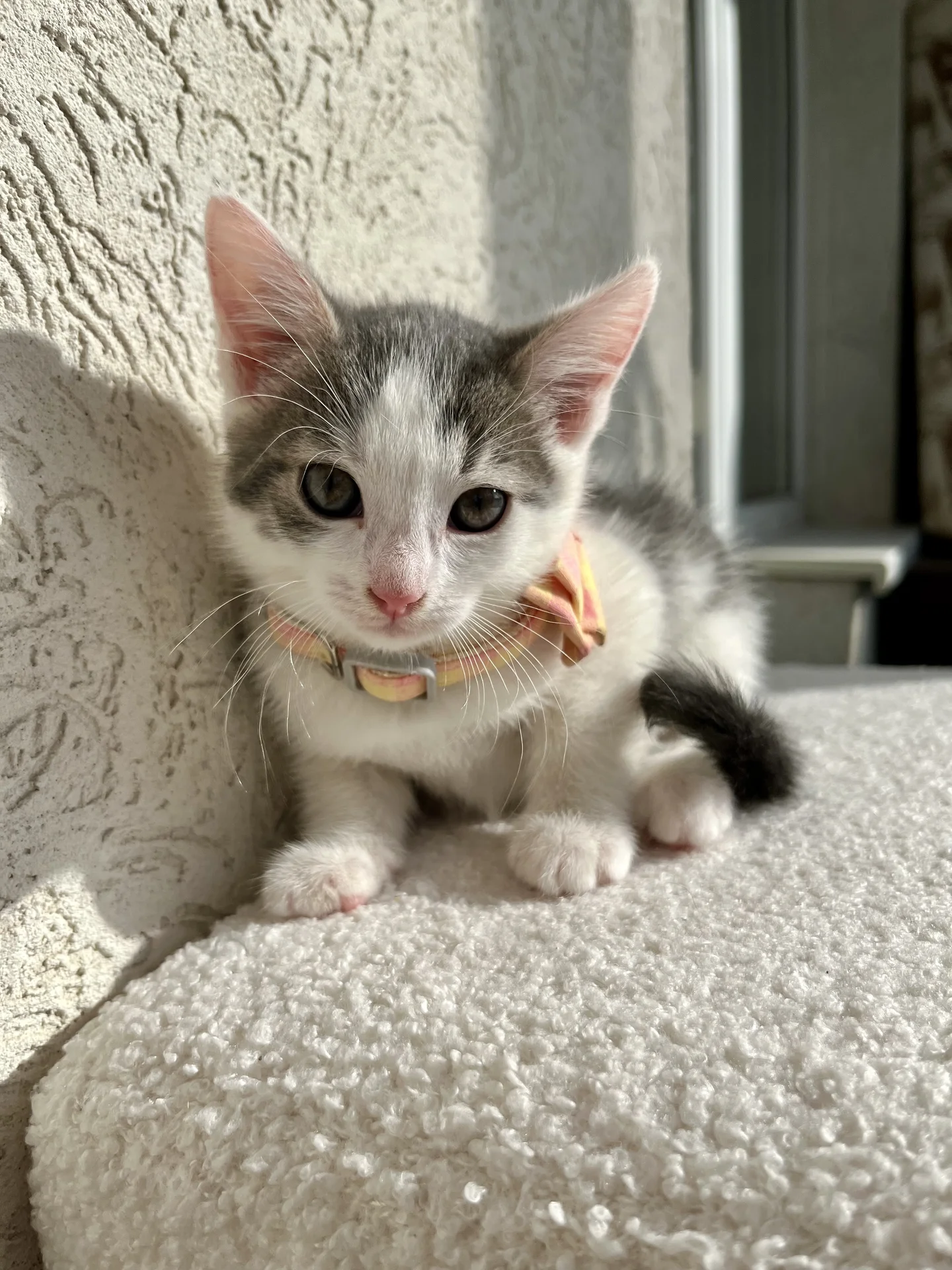 Котенок Безе - миниатюра 2