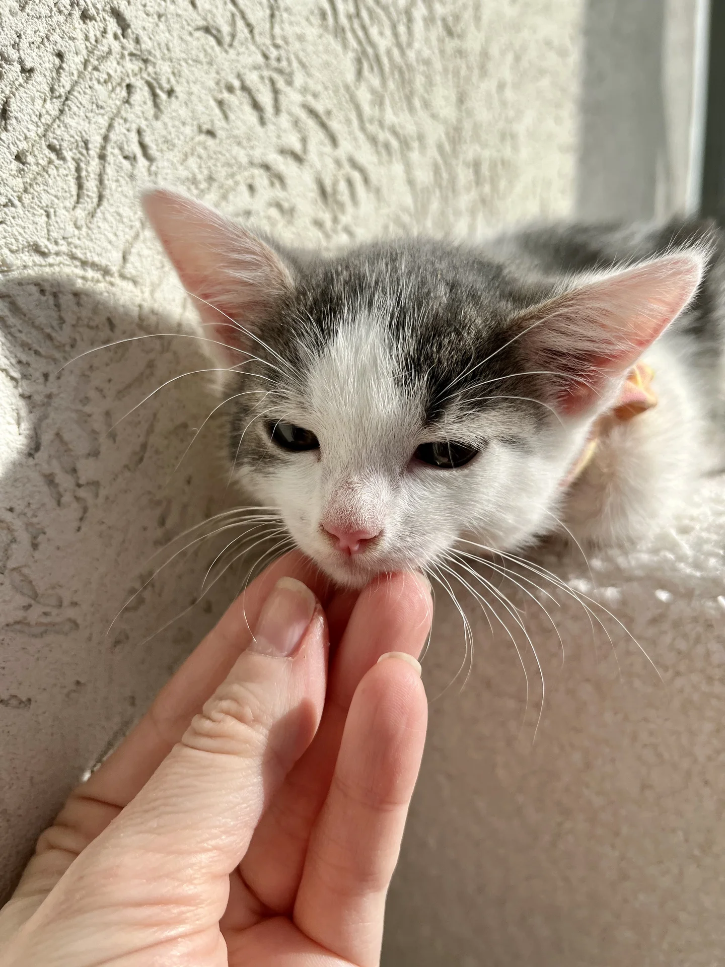 Котенок Безе - миниатюра 4