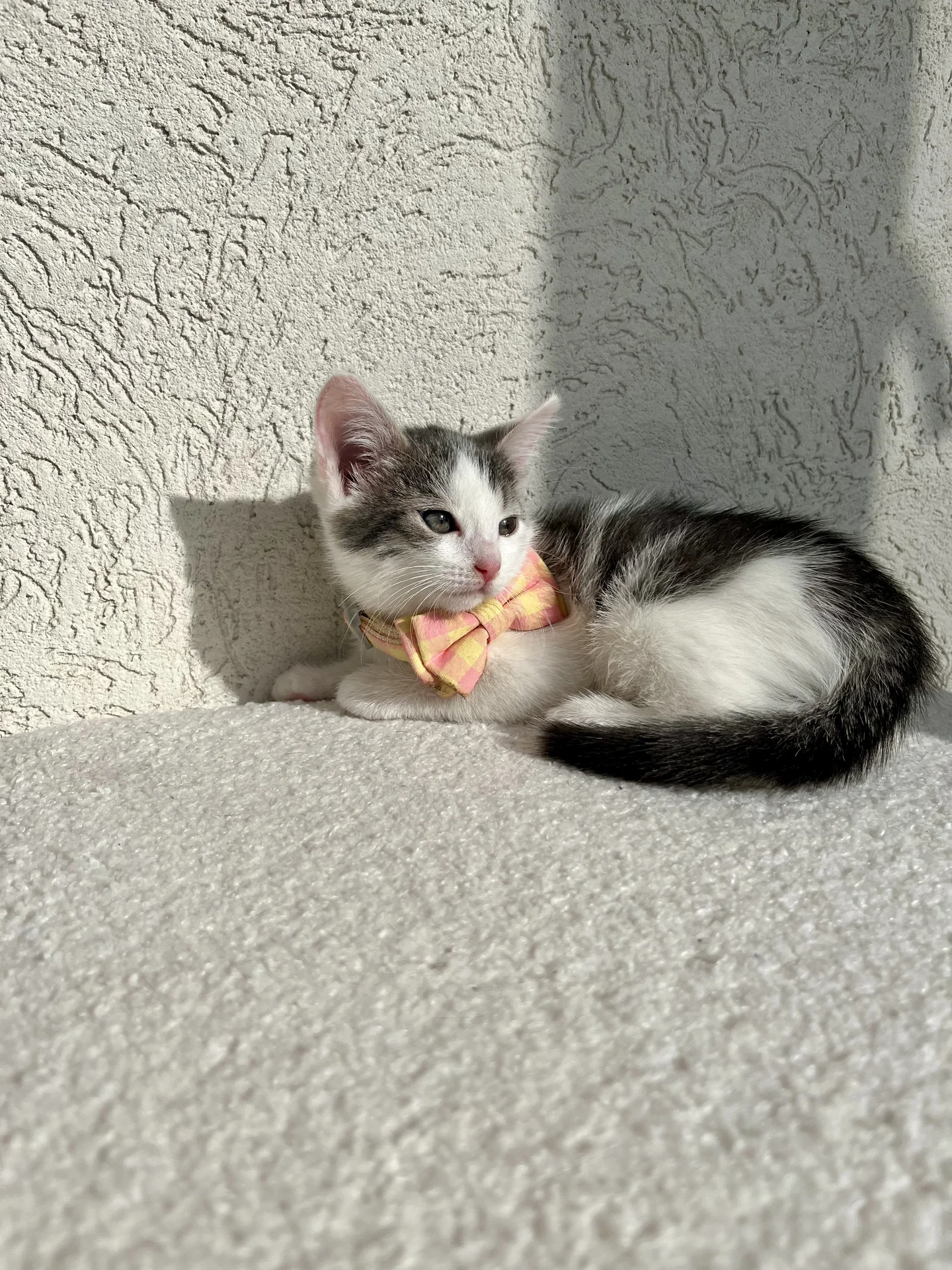 Котенок Безе - миниатюра 5