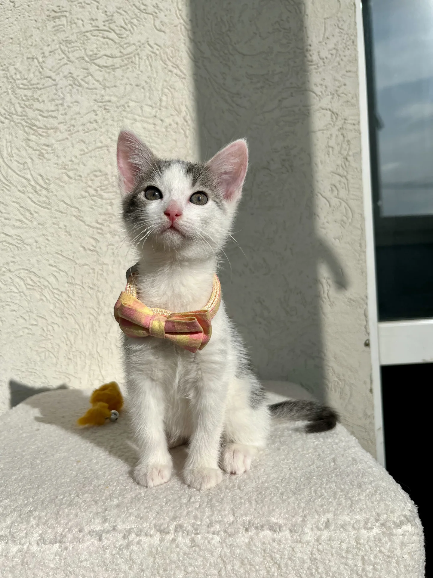 Котенок Безе - миниатюра 8