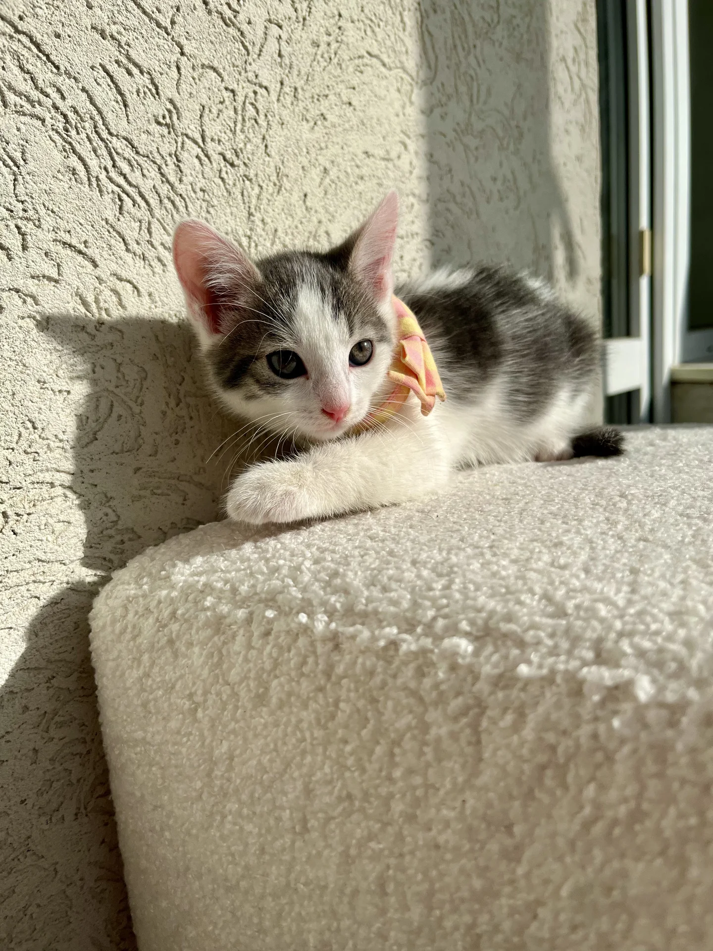 Котенок Безе - миниатюра 9