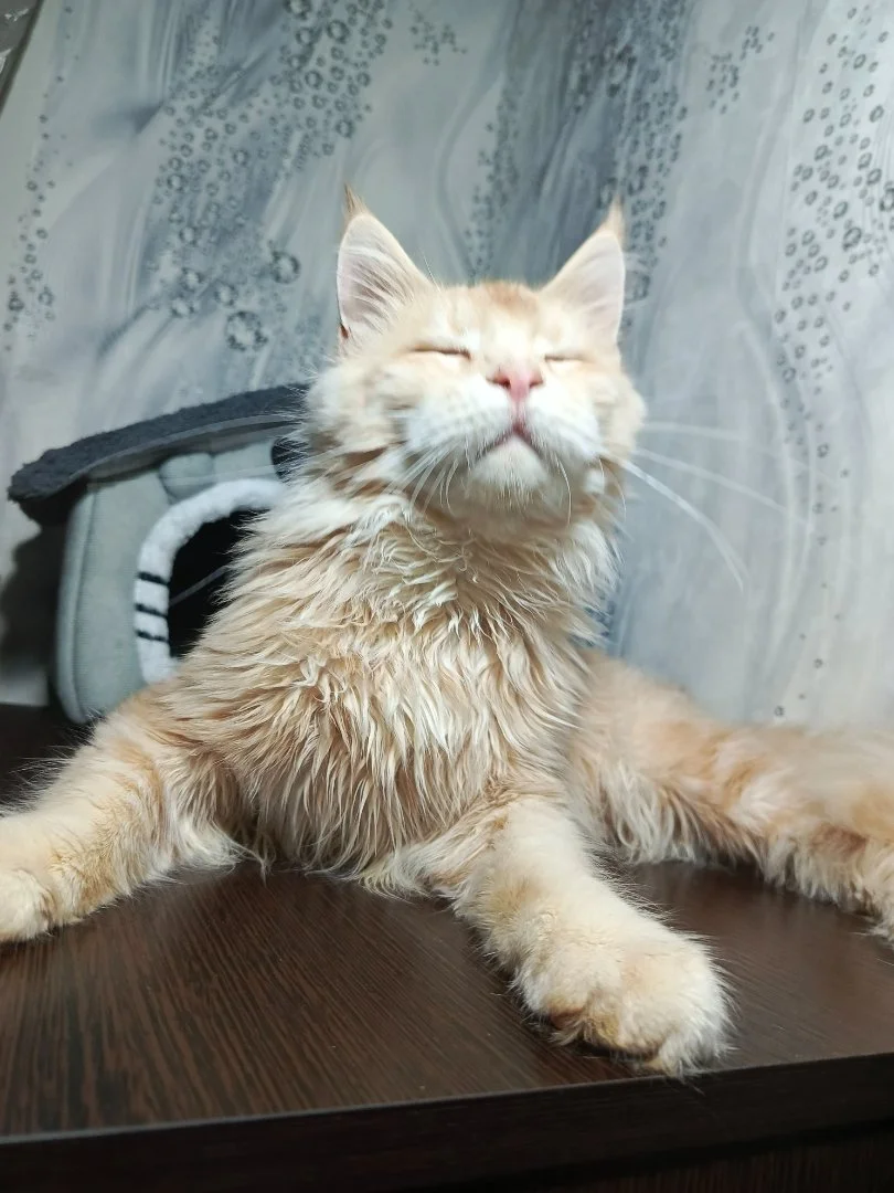 Котята мейн-кун - изображение 1
