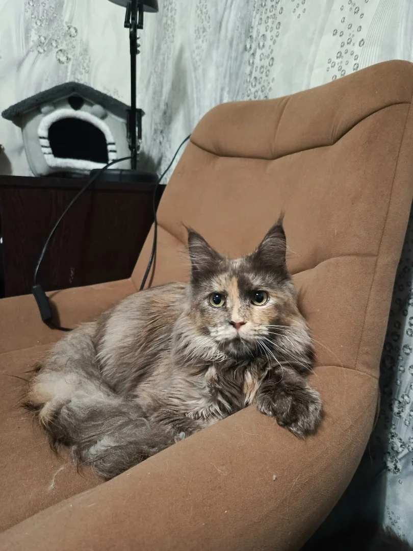 Котята мейн-кун - миниатюра 4