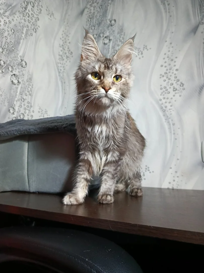 Котята мейн-кун - миниатюра 6
