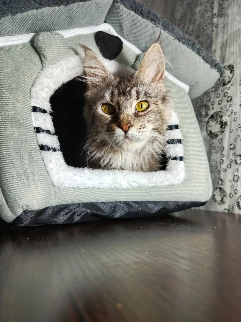 Котята мейн-кун - миниатюра 7