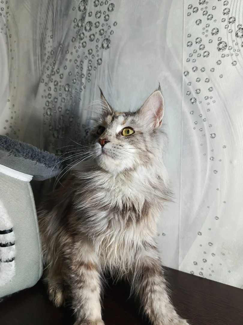 Котята мейн-кун - миниатюра 8