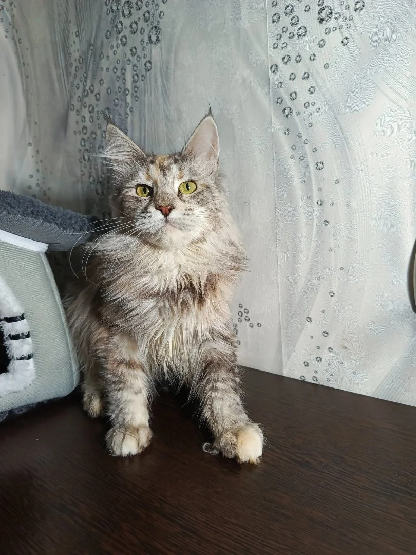 Котята мейн-кун - миниатюра 9