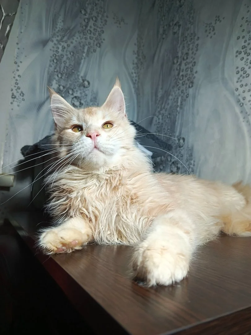Котята мейн-кун - миниатюра 11