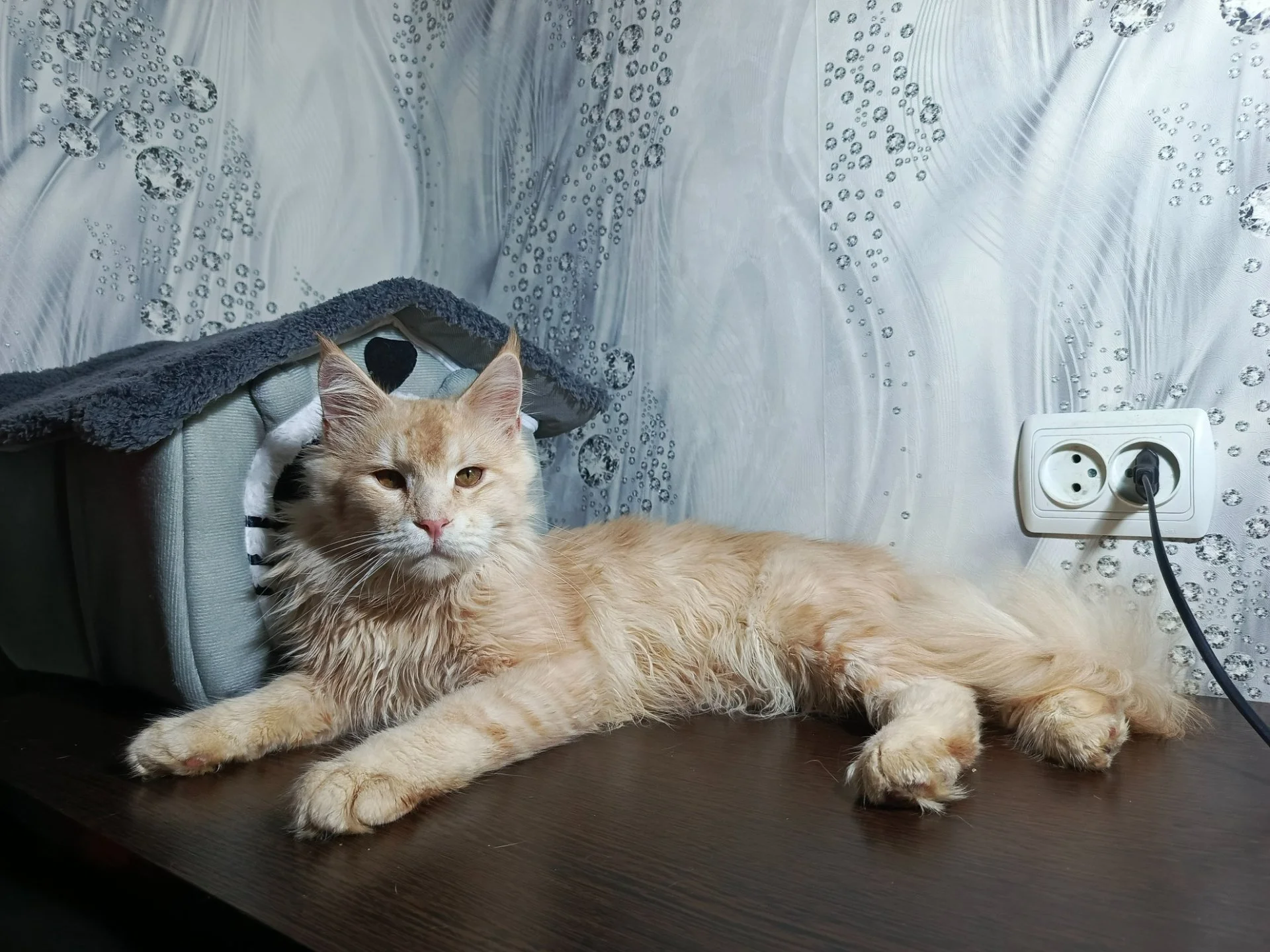 Котята мейн-кун - миниатюра 12