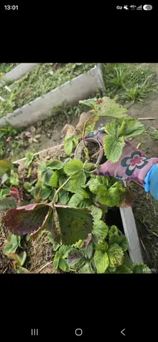 Редкие сорта клубники
