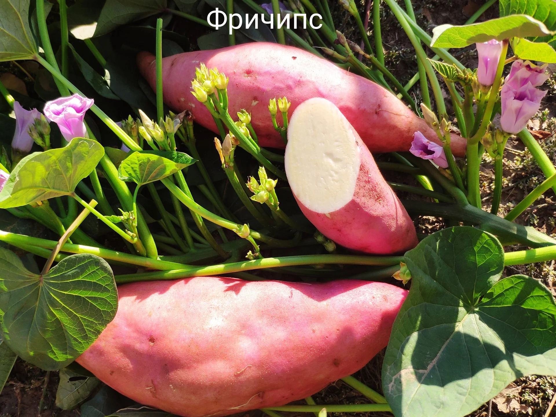 Батат - изображение 1