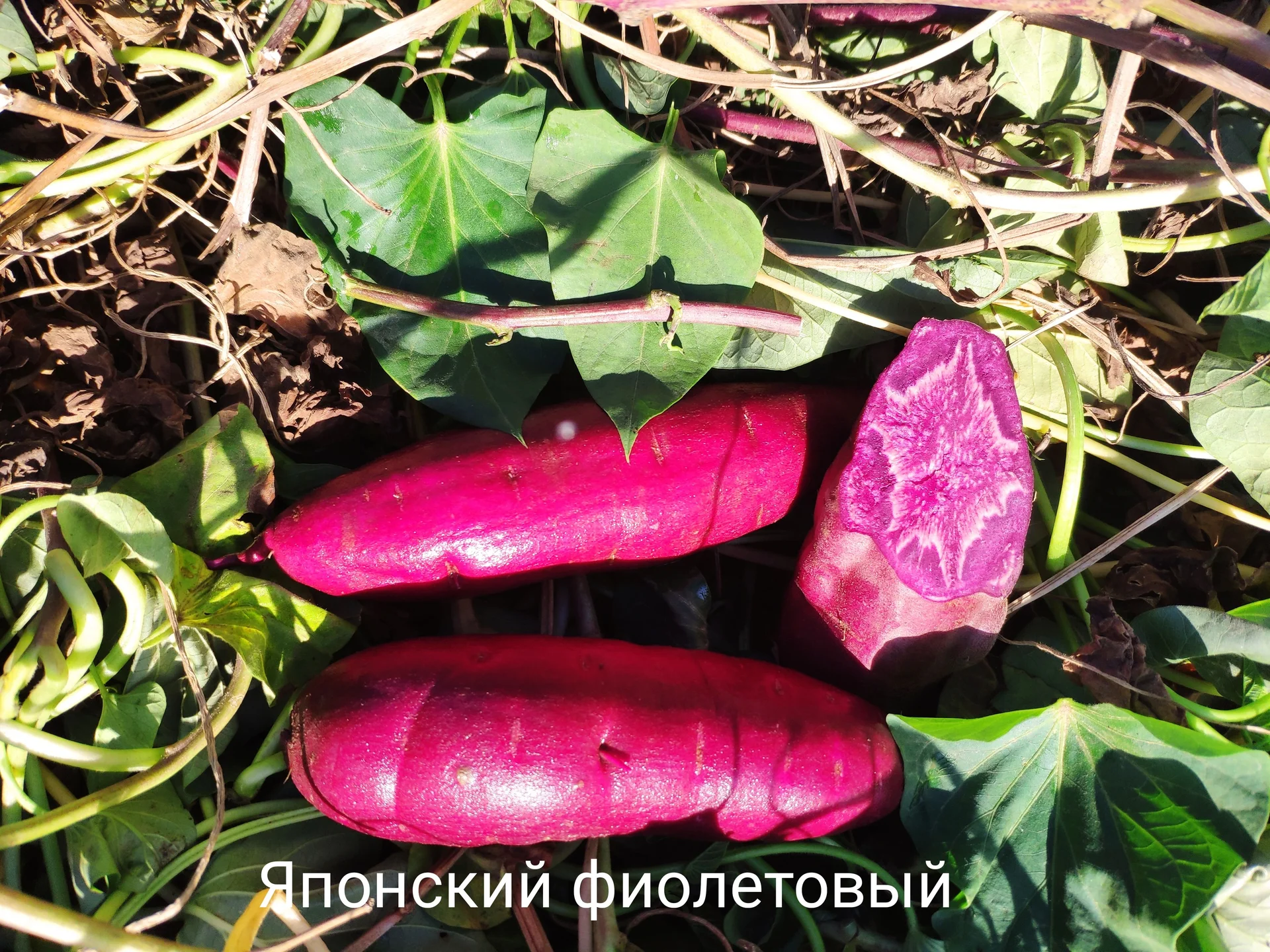 Батат - миниатюра 2