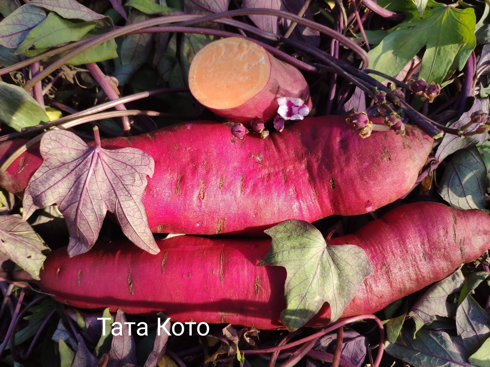 Батат - миниатюра 3