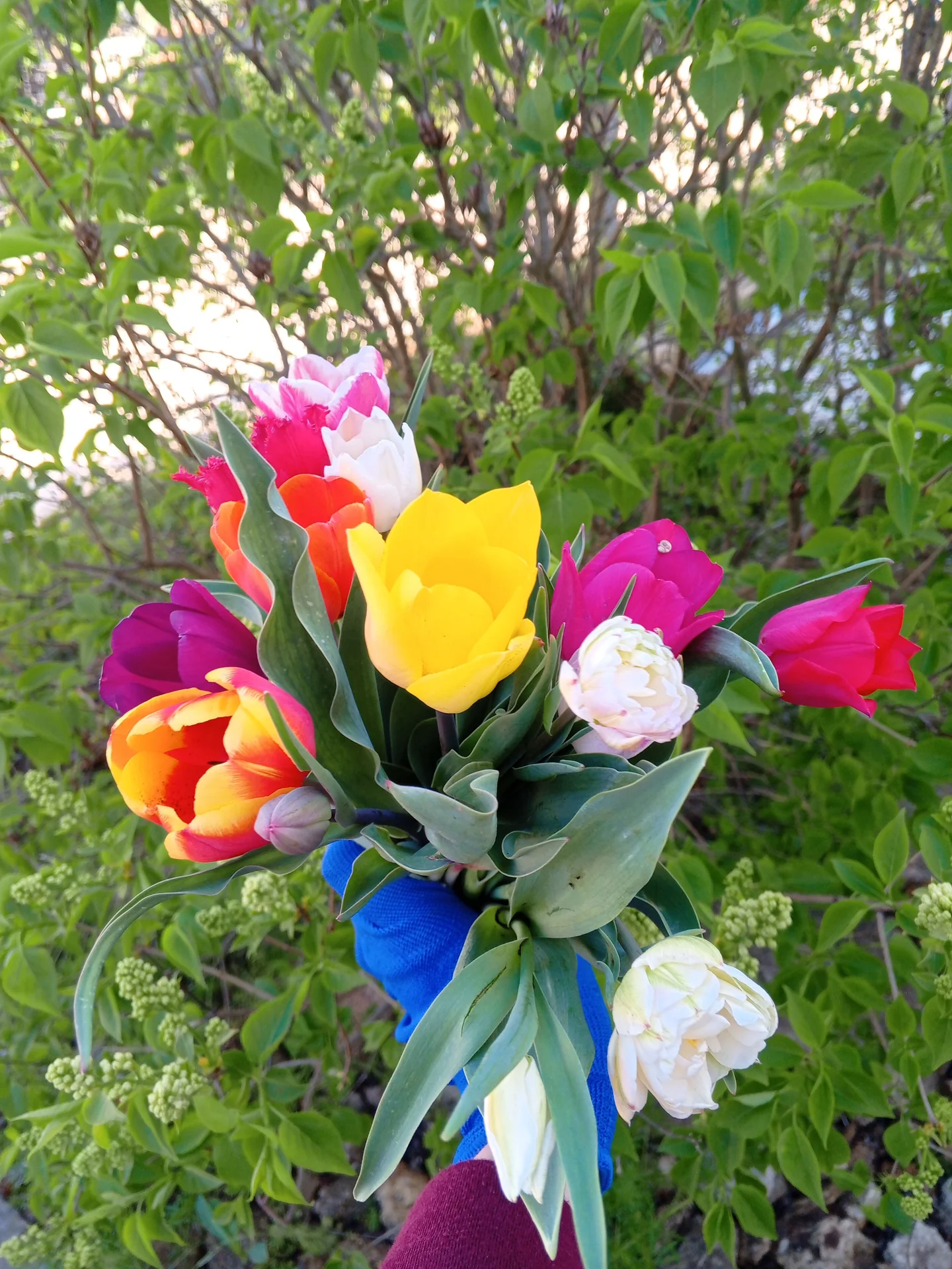 Луковицы тюльпанов 💐 - миниатюра 6