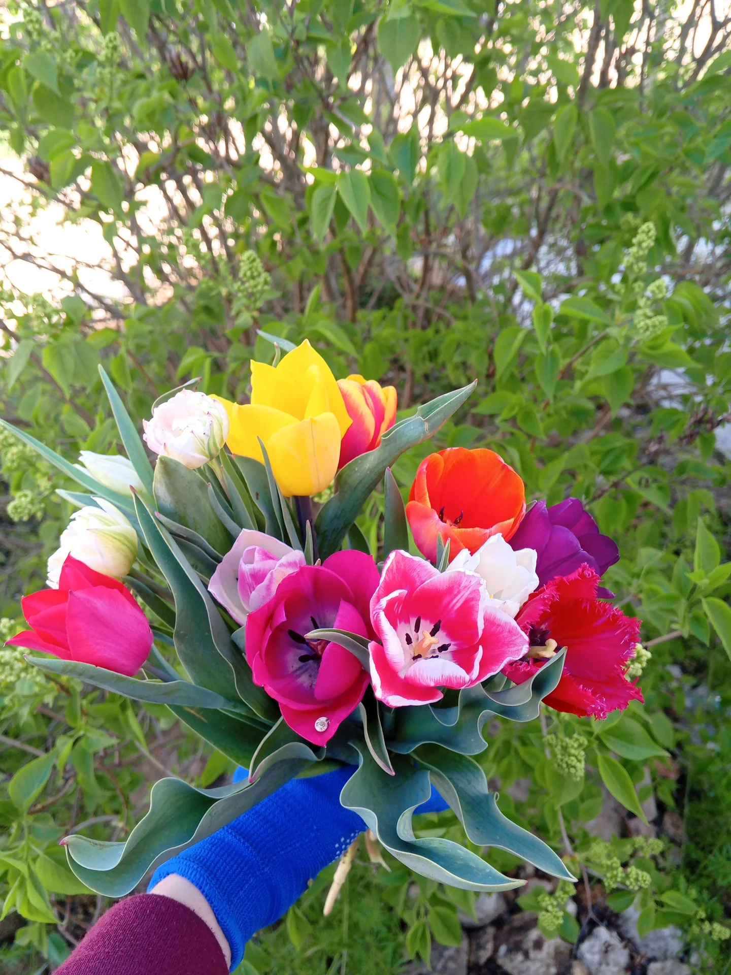 Луковицы тюльпанов 💐 - миниатюра 7