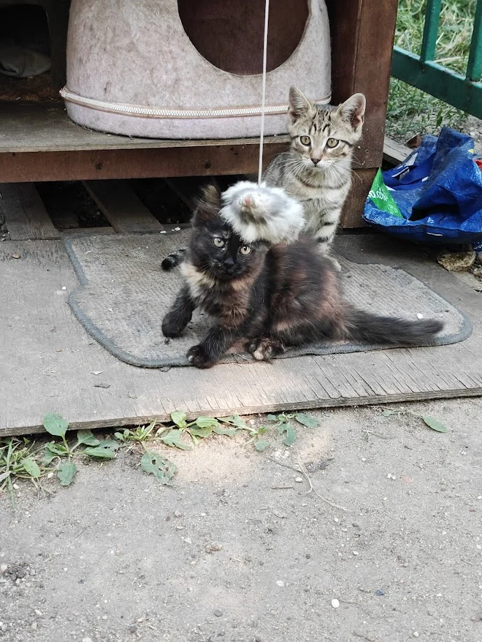 Котёнок Терри в добрые руки - изображение 1