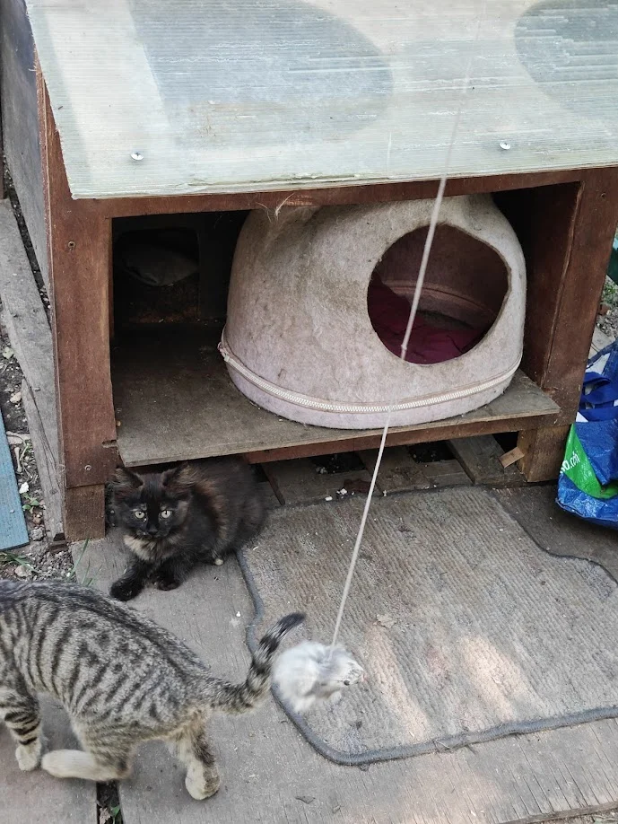Котёнок Терри в добрые руки - миниатюра 4