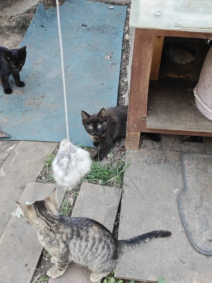 Котёнок Терри в добрые руки - миниатюра 5